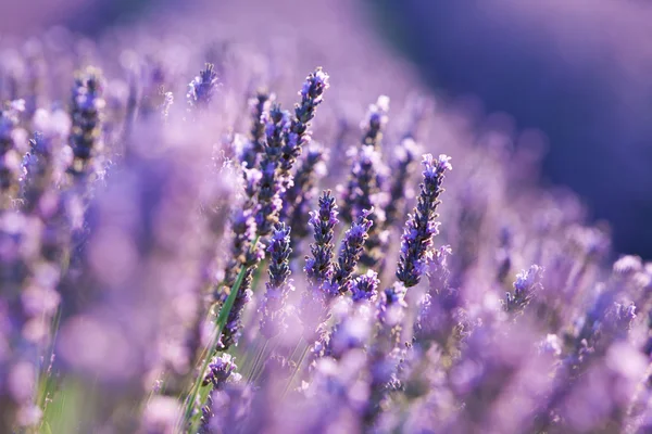 Flower of Lavender during sunrise — Stock Photo, Image