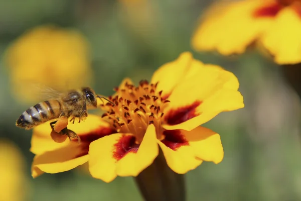 Bee at workimg day — Stock Photo, Image