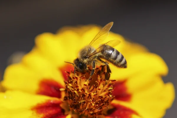 Working bee 3 — Stock Photo, Image