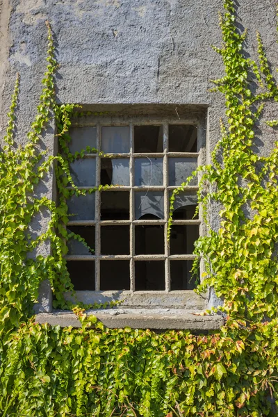 Broken window with vines — Stock Photo, Image