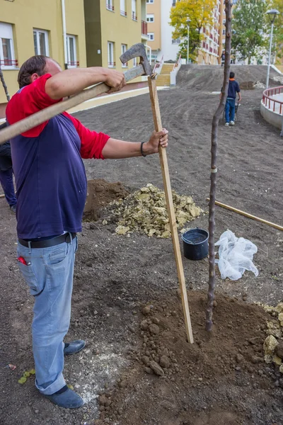 Plantación de árboles — Foto de Stock