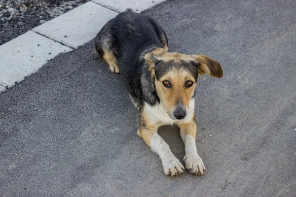 Verlaten hond - dakloze hond — Stockfoto