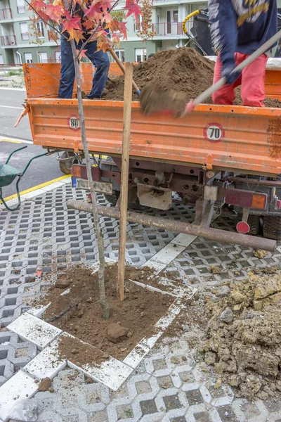 Trabajadores del jardín instalando un árbol de la calle —  Fotos de Stock