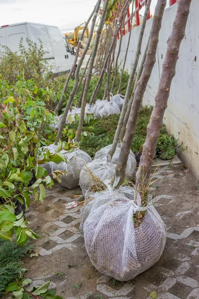 Piante di palline di radice pronte per l'impianto 2 — Foto Stock