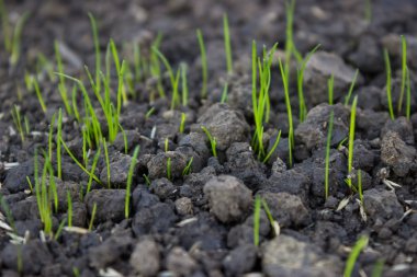 New grass growing from grass seed clipart