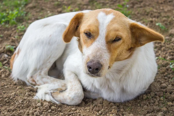 眠そうな犬と敷設の怠惰な犬 — ストック写真