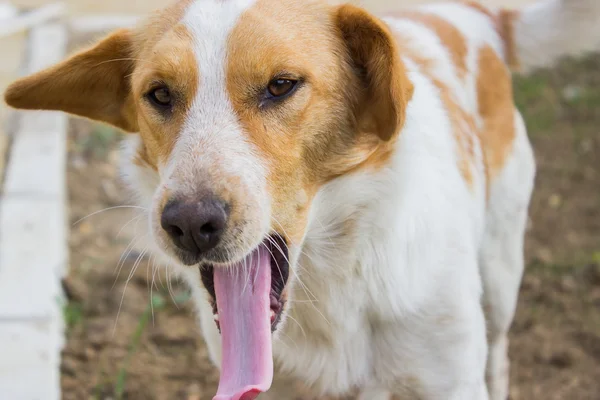 Slaperige hond en luie hond staan in het vuil — Stockfoto