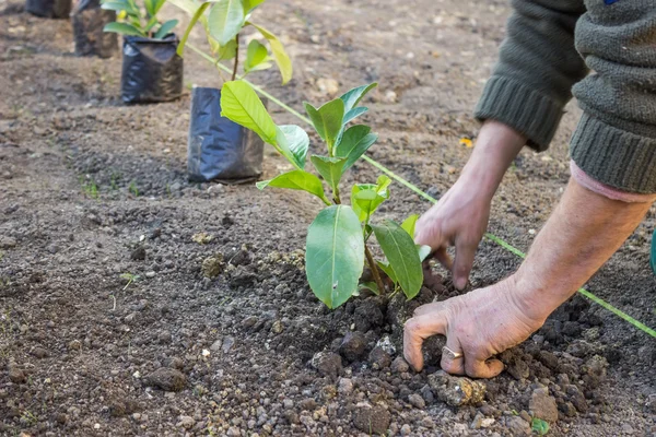 Plantsoenwerkster handen plant zorgvuldig 4 — Stockfoto