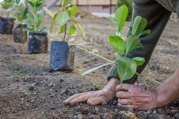 Travailleur du jardin mains soigneusement plante — Photo