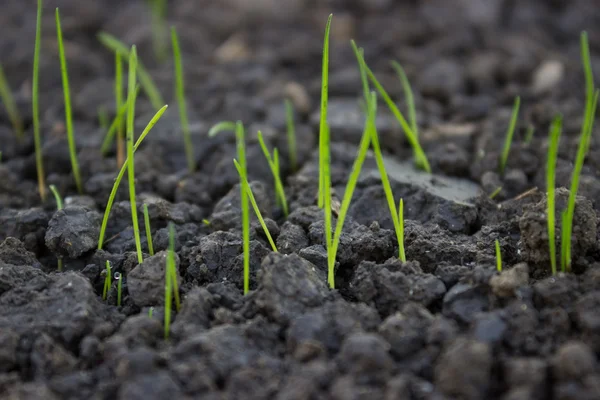 New grass growing from grass seed 2 — Stock Photo, Image