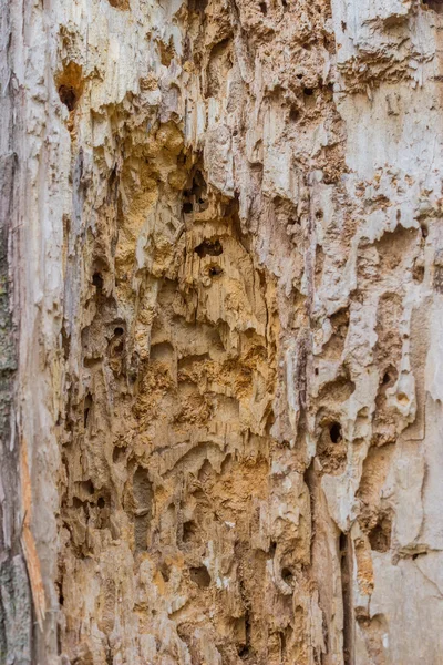 Damage to wood by insects 2 — Stock Photo, Image