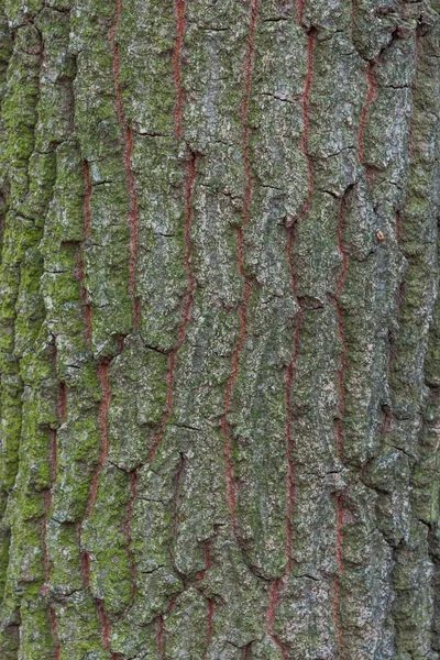 Eiken schors textuur — Stockfoto