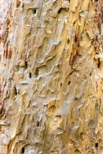 Agujeros de termitas fondo de madera — Foto de Stock