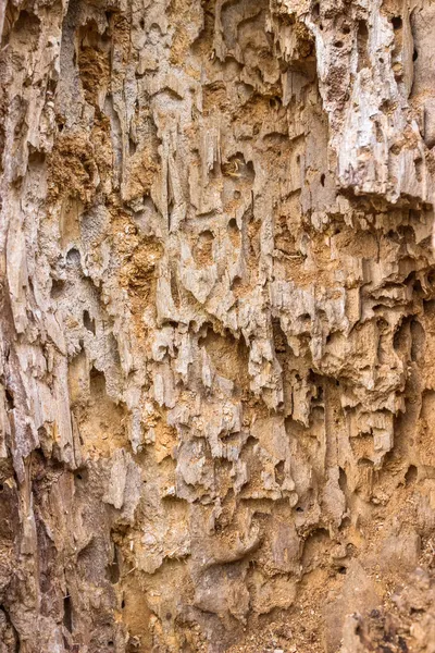 Wooden background with termite holes — Stock Photo, Image