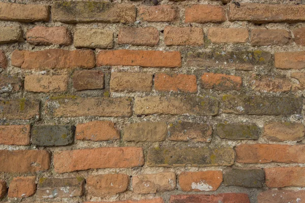 Moss on Bricks Mortar Wall — Stock Photo, Image