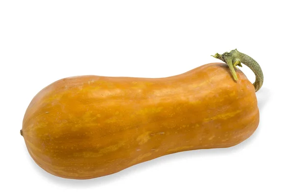 Long Orange Pie Pumpkin — Stock Photo, Image