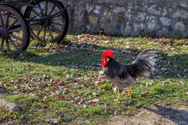 Güzel horoz ve gün batımı — Stok fotoğraf