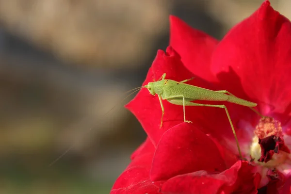 Grasshopper on a flower roses 2 — Stock Photo, Image