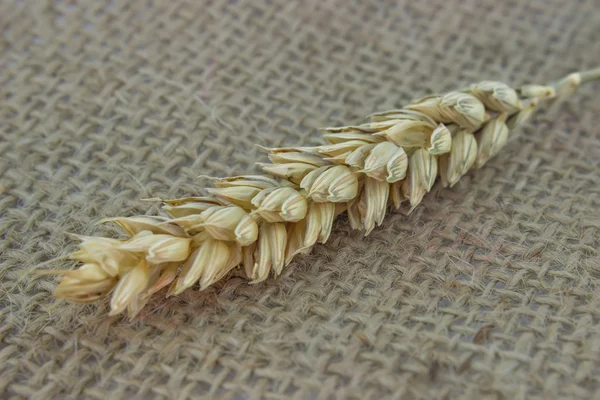 Golden dried ear of wheat — Stock Photo, Image
