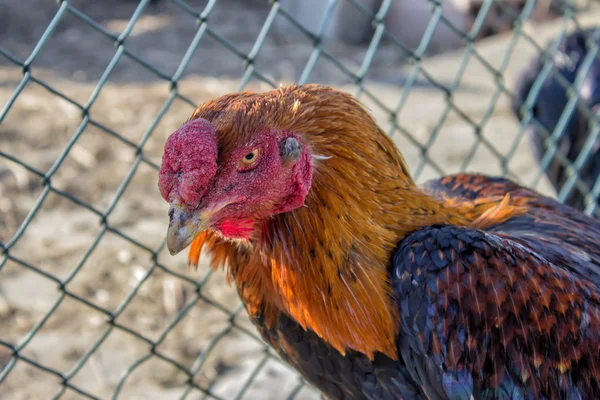 Cabeça de um belo galo na frente do galinheiro — Fotografia de Stock