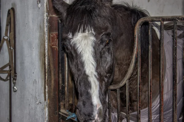 Cabeza de un caballo negro en el establo —  Fotos de Stock