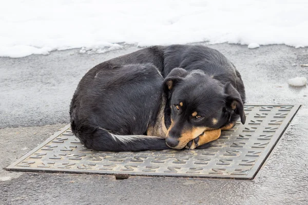 Hond liggen op iron man-gat cover in de winter — Stockfoto