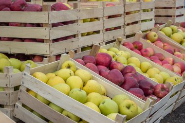 Fresh organic rows of apples crates at the farmers market 2 clipart