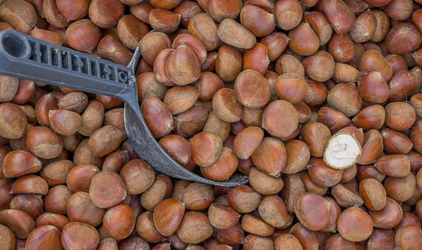 Schöne Kastanien Hintergrund — Stockfoto