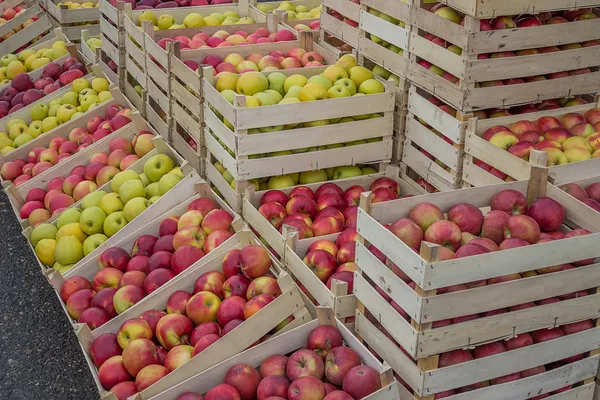 Righe di casse di mele al mercato agricolo — Foto Stock