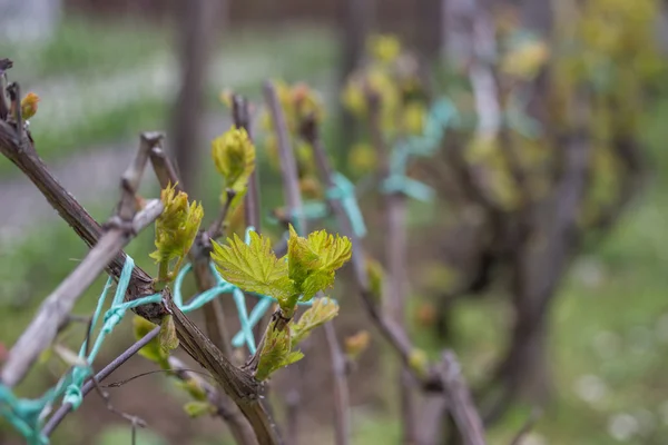 Nahaufnahme von Frühlingsknospen, die an einer Weinrebe sprießen — Stockfoto