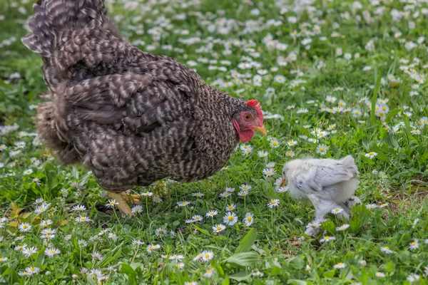 Pollo y madre en la hierba verde 2 —  Fotos de Stock
