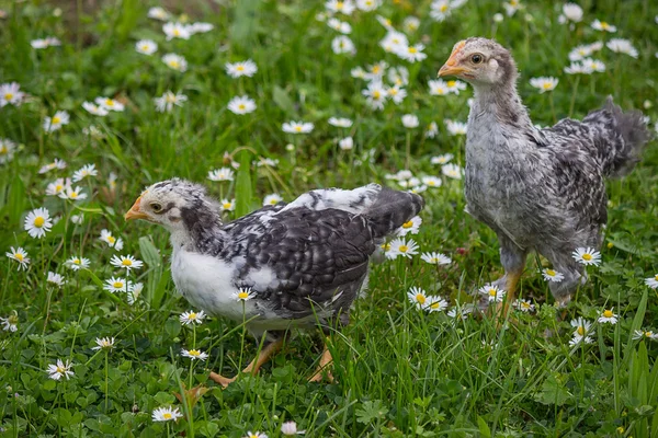 Två kyckling i det gröna gräset med vita prästkragar — Stockfoto
