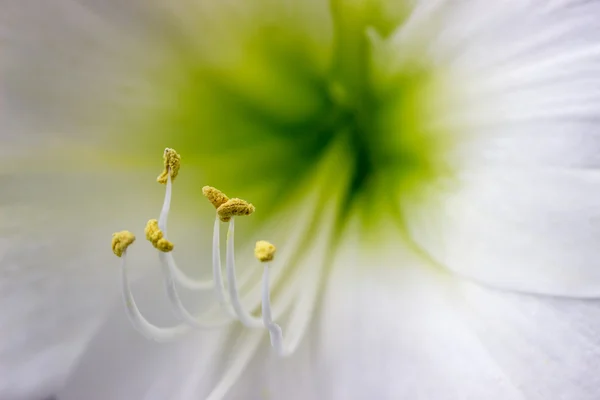 Gros plan des étamines sur l'amaryllis blanche — Photo