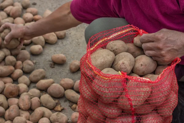 Agricultor llenar sacos con patatas en el mercado de agricultores —  Fotos de Stock