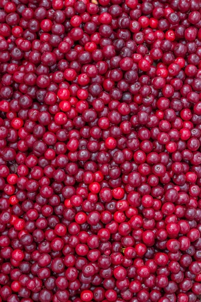 Boeren markt sour cherry achtergrond — Stockfoto