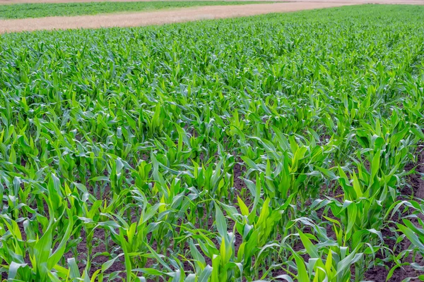 Campo de maíz joven, parcelas de maíz 2 —  Fotos de Stock