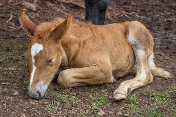 Veulen slapen en veilig onder zijn moeder been — Stockfoto