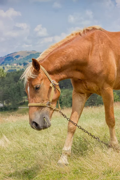 Porträt eines braunen Pferdes, das an einem sonnigen Tag auf einer Weide weidet — Stockfoto