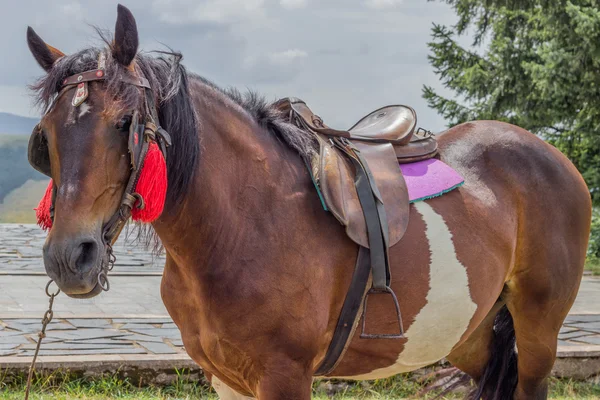 抱えて馬の乗馬のための準備 — ストック写真