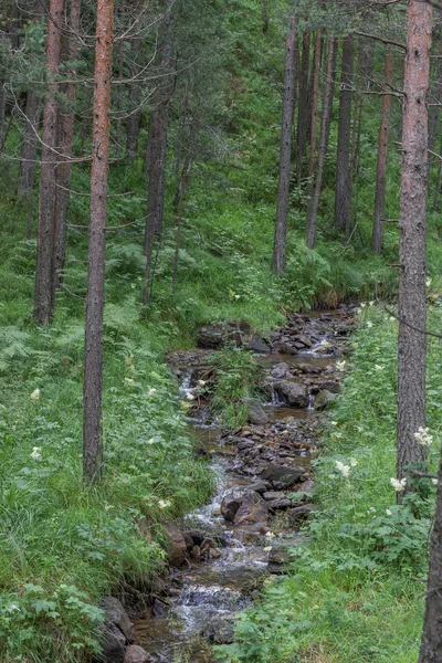 Piccolo ruscello di montagna nel bosco con acqua fredda e limpida — Foto Stock