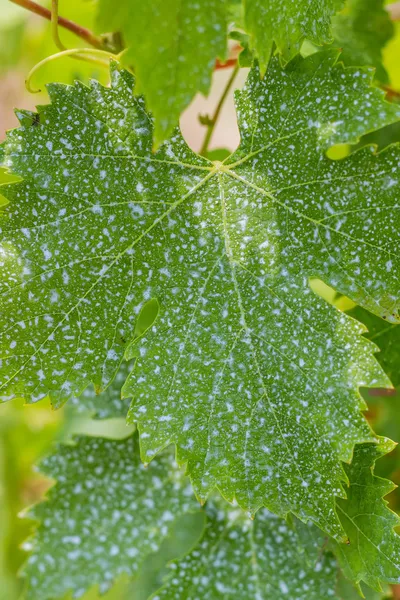 Rebenblätter mit Bordeaux-Gemisch besprüht, um Mehltau zu bekämpfen — Stockfoto