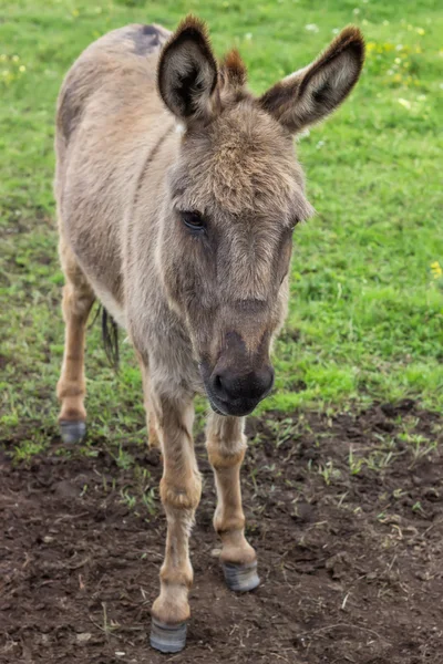 Domácí osel na farmě — Stock fotografie