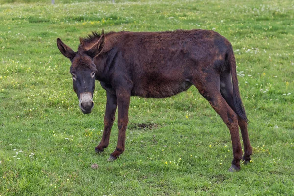 Domestic donkey in a field — Stock Photo, Image