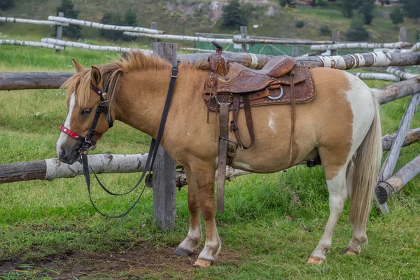 Pferd mit schönem Sattel 2 — Stockfoto