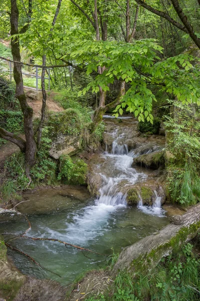 Гірський потік в лісі з чистою холодною водою — стокове фото