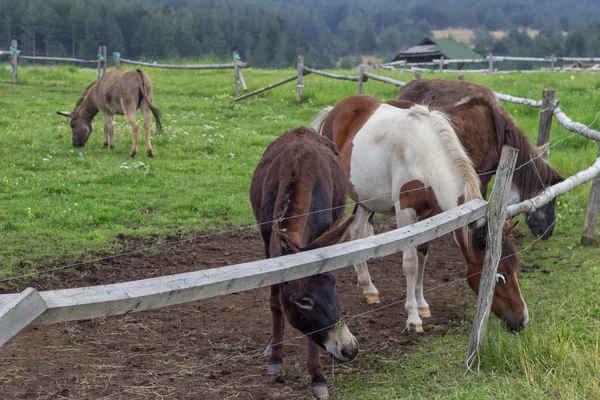Pony and donkeys at ranch with electric fence