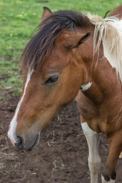 Portret pony op de boerderij — Stockfoto