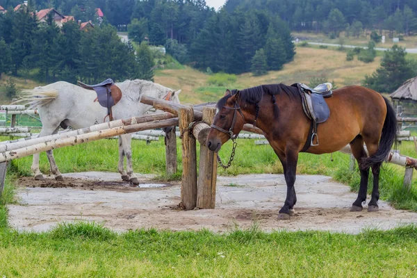 Opgezadeld met pigtails klaar voor paardrijden paarden — Stockfoto