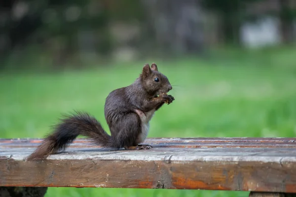 Scoiattolo su una panchina di legno parco mangiare — Foto Stock