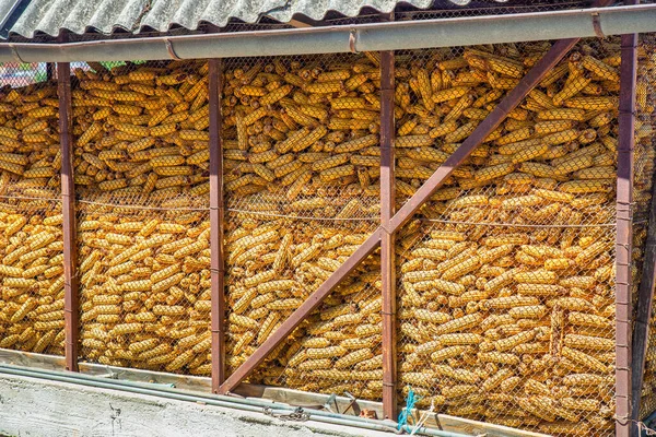 Opslagruimte Voor Mais Met Draadgaas Gevuld Met Gele Mais — Stockfoto